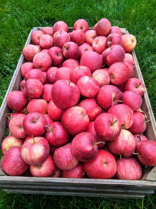 Pyszne i soczyste jabłka z natury