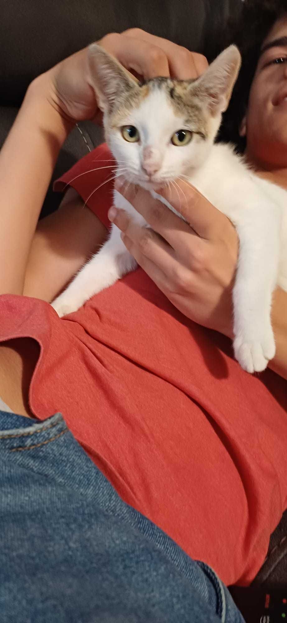 Gatinha para oferta