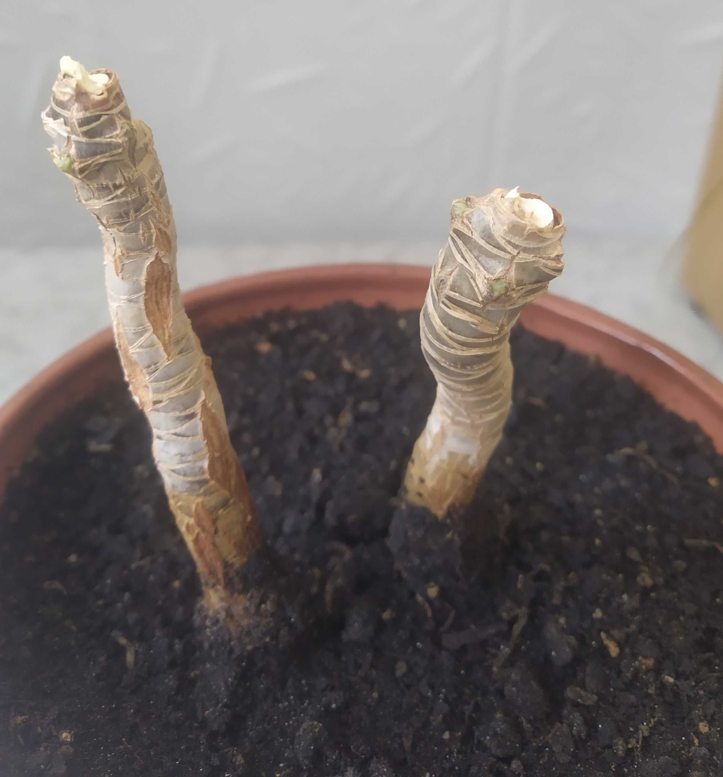 Продам Фикус Бенджамина, сансевьерию, шлюмбергеры