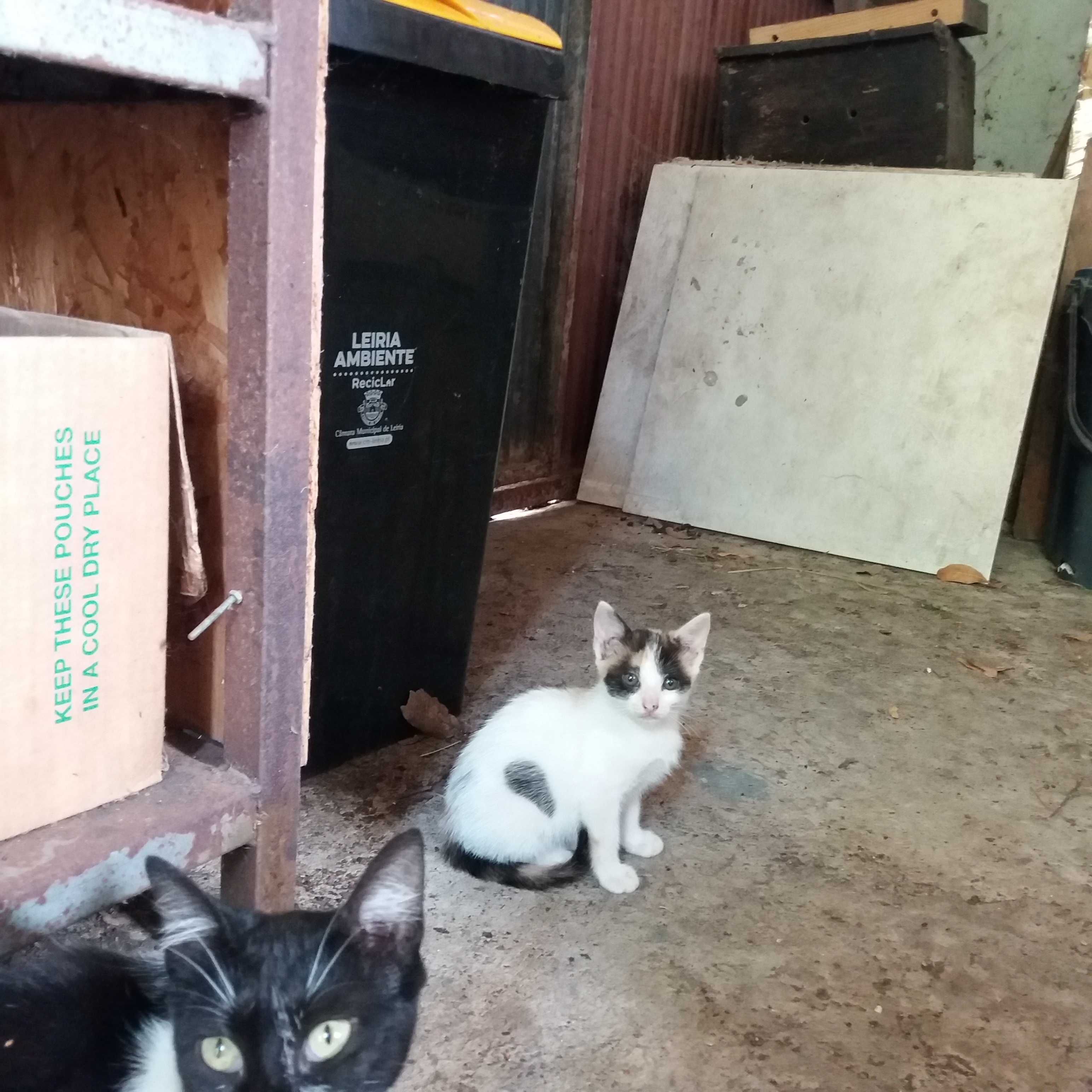 Dou gatinhos com 2 meses entrego em Leiria