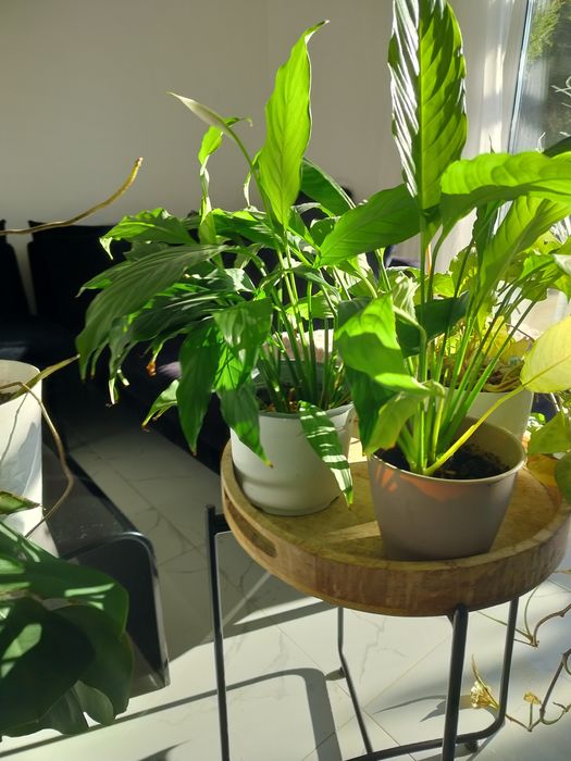 Monstera plus 2kwiaty, odbiór osobisty