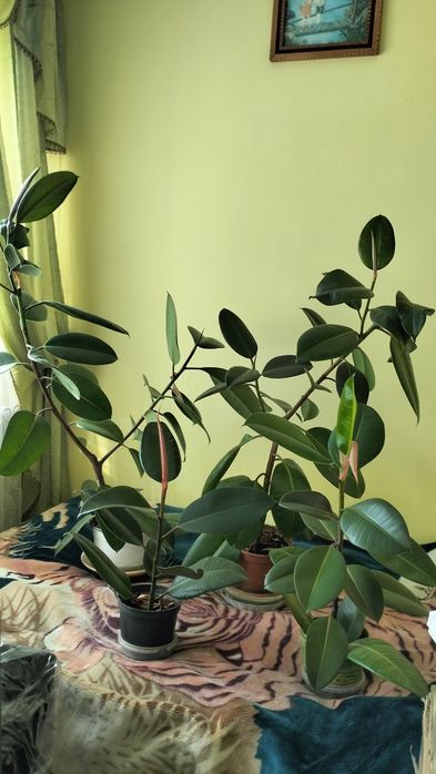 Продам фікус креслатий