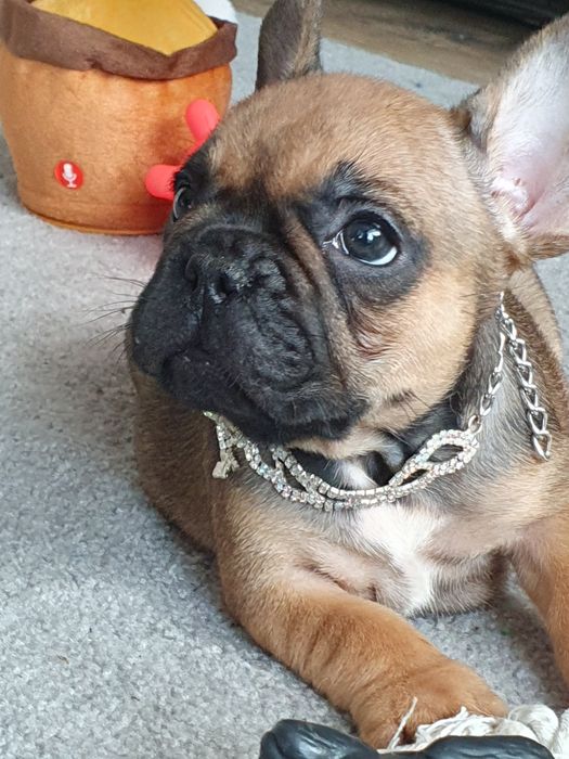 Buldog francuski/ Cudowne sunie