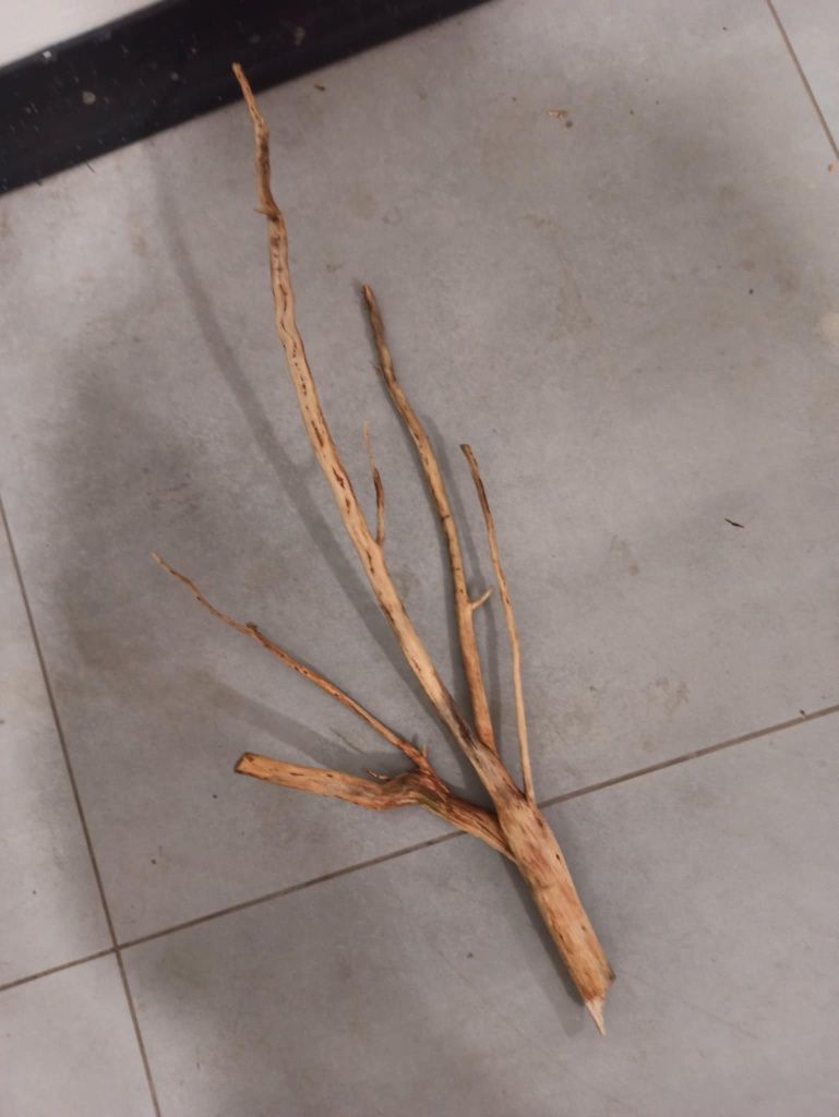 Fajny, średni naturalny korzeń do akwarium