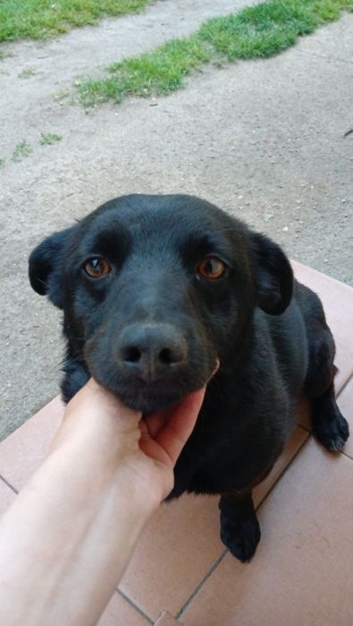 Piorun mądry pies ale trzeba go wcześniej poznać