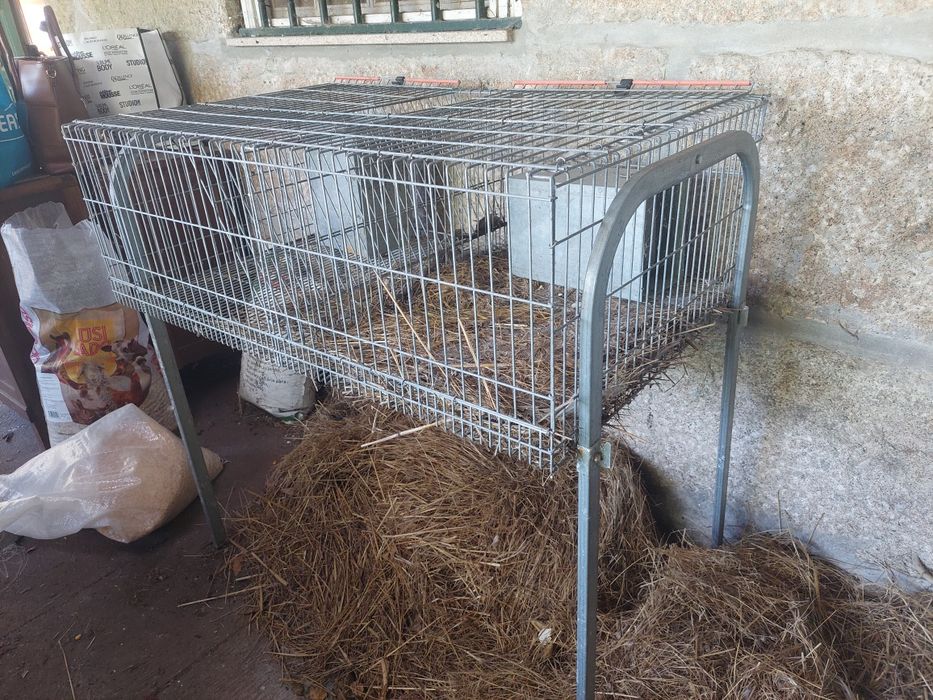Gaiola / Coelheira