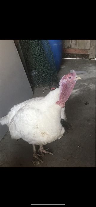 Vendo 2 Perús adultos