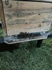 Odklad pszczeli na 5 ramkach z czerwiacą matką