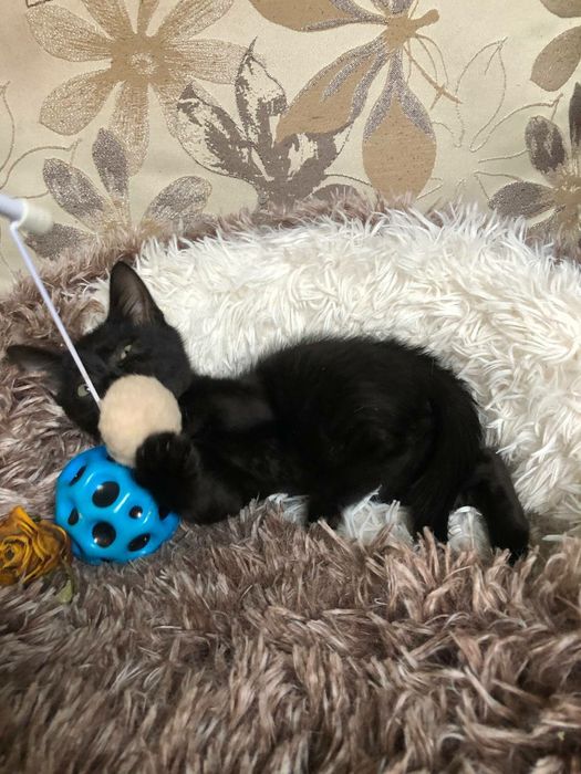 Чудове кошеня, домашній пантерчик,  киця, котик, кошенята