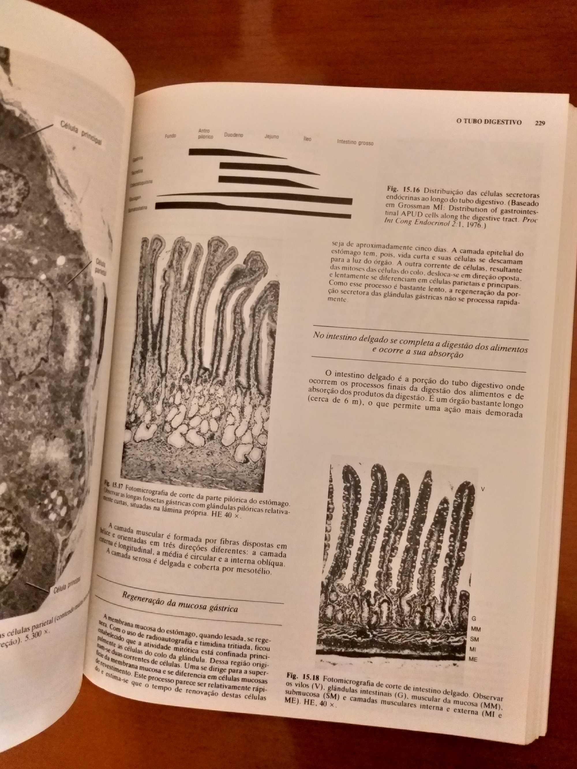 Histologia Básica - Junqueira e Carneiro