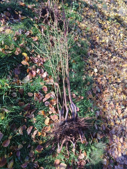 Продам саджанці Персика