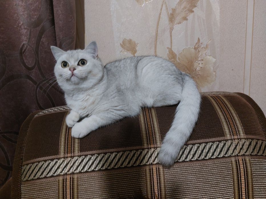 Серебриста шиншилла страйт