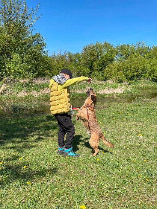 Bono – mądry szorściak w typie border terrier szuka domu!