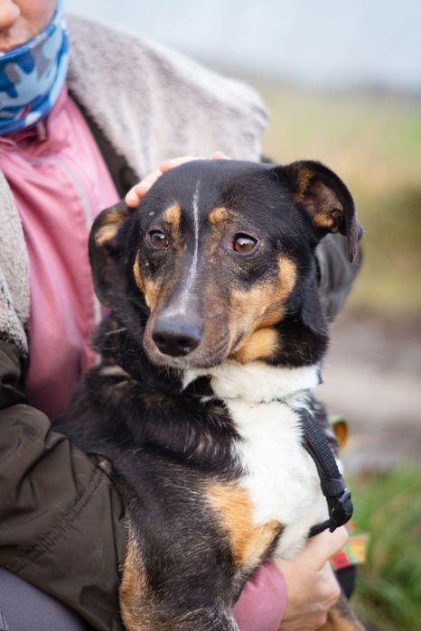 Lampka już 5 lat czeka w Schronisku Nadzieja w Napierkach
