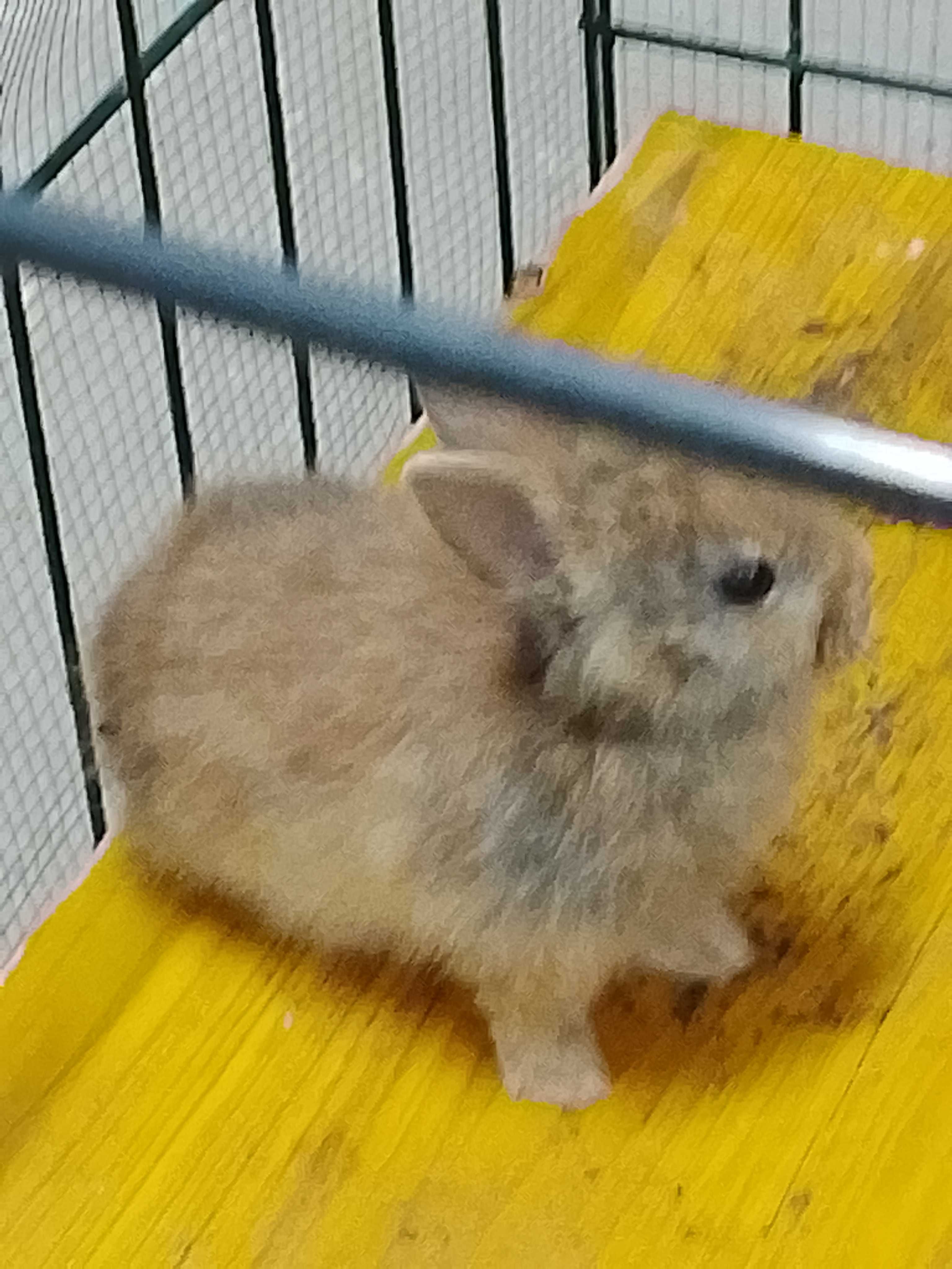 Coelhos anões bebés