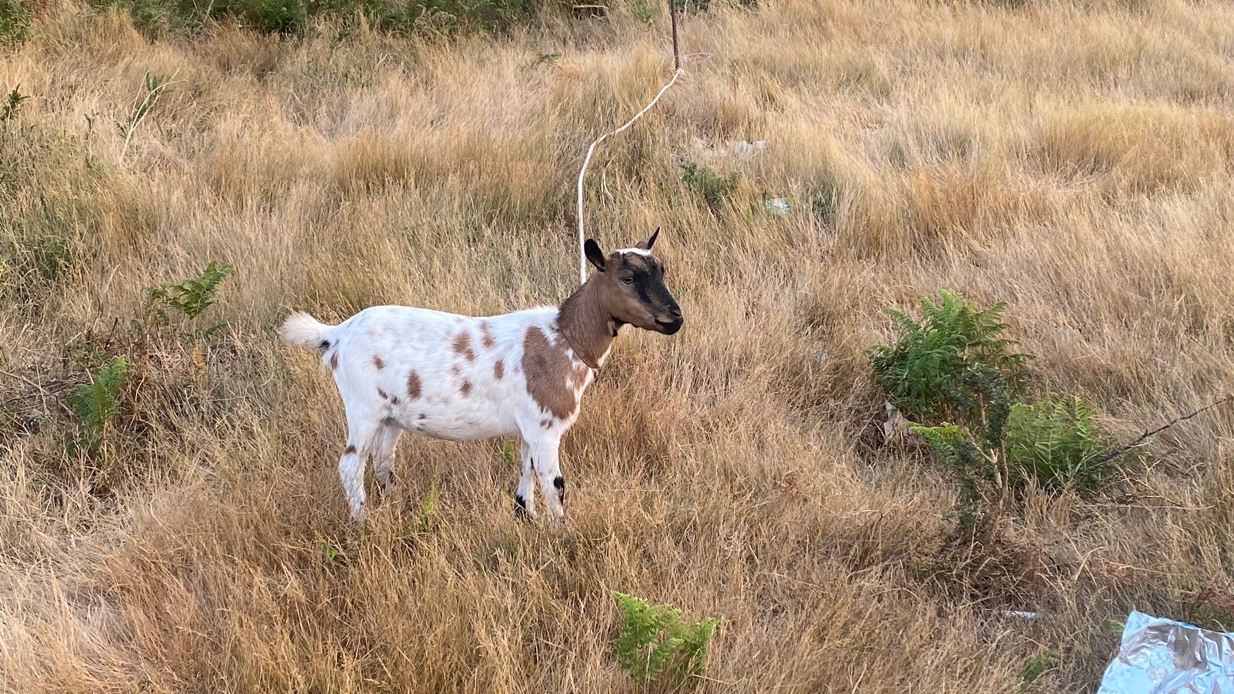 Vendo cabras amas mochas