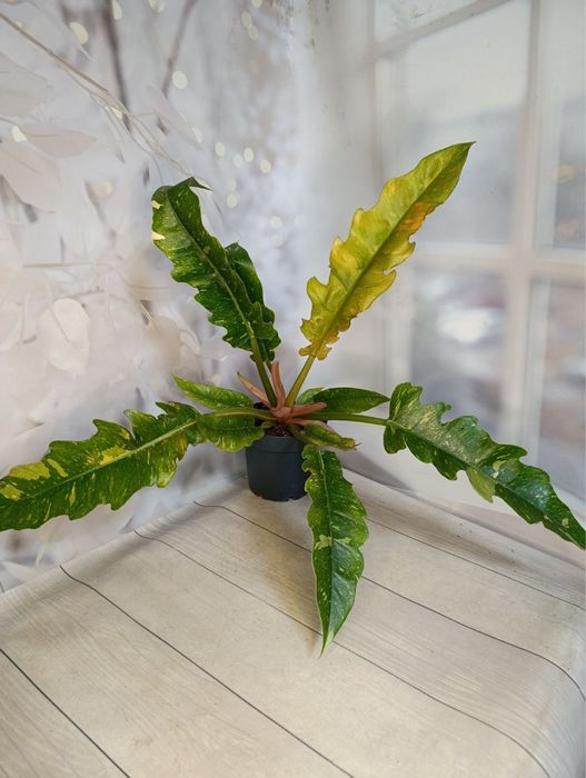 Філодендрон Бразилія,Лайт Грін,Веррукозум,Ксанаду.Алоказія.