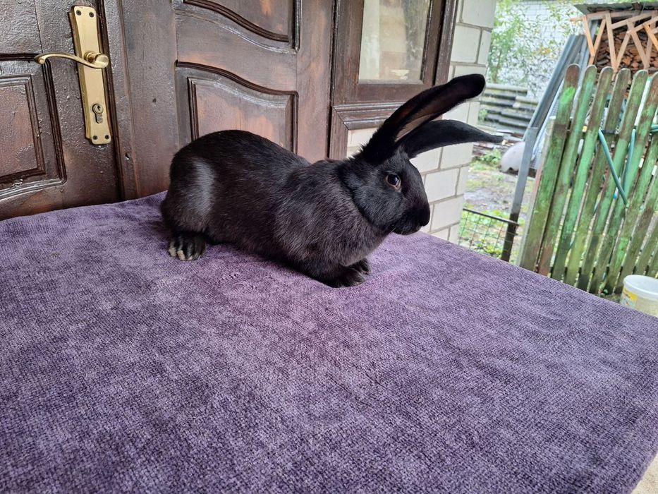 Кролі. Строкач. Кролики