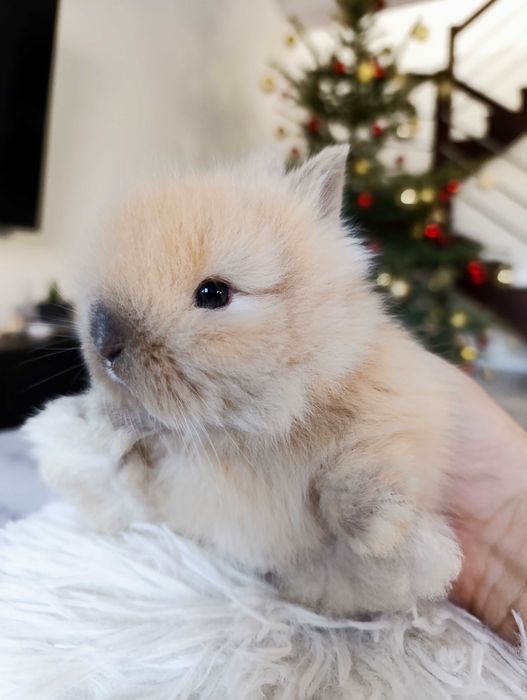 Mini lop karzełek Teddy hodowla zarejestrowana