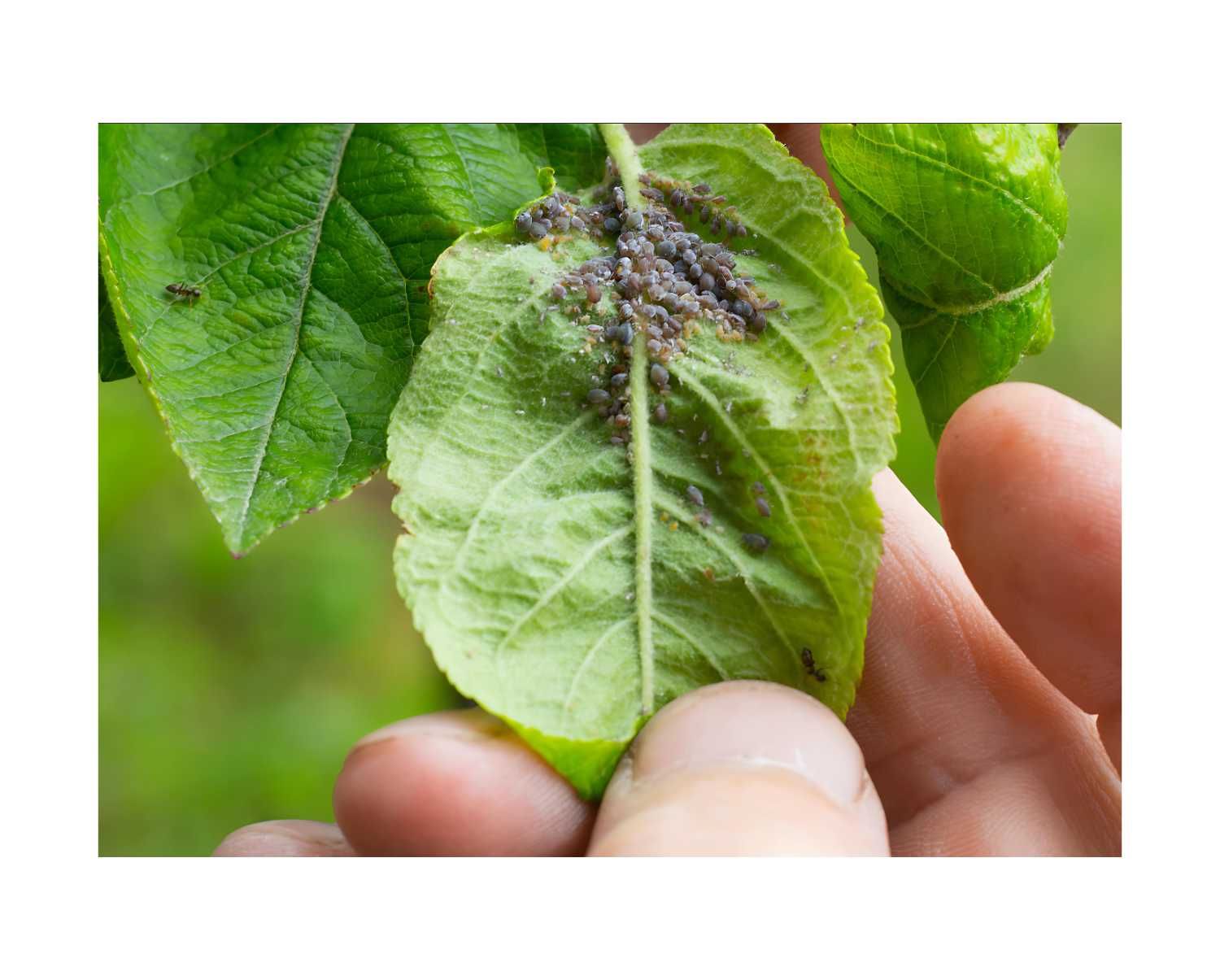 Olejek Neem Nierafinowany naturalny Tłoczony Na Zimno 500ml OKAZJA HIT