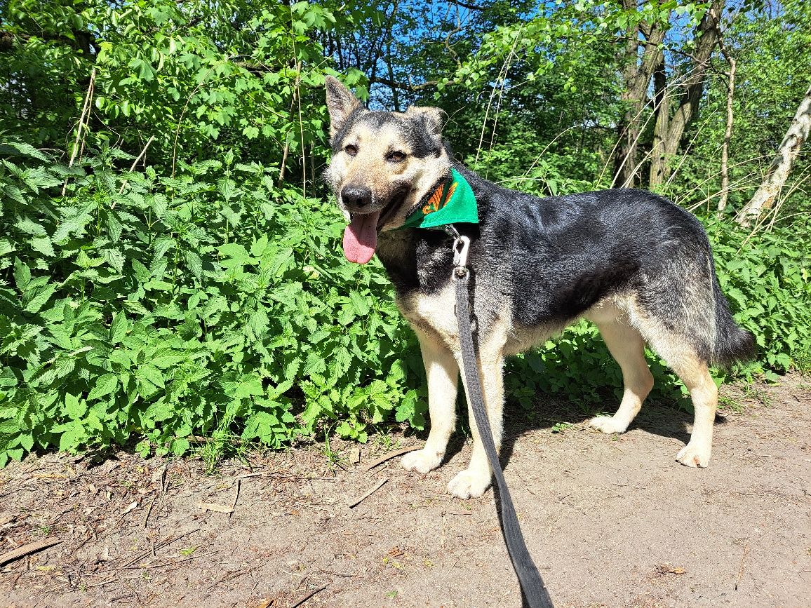 Bolek- roczny pies mix owczarek/husky szuka domu