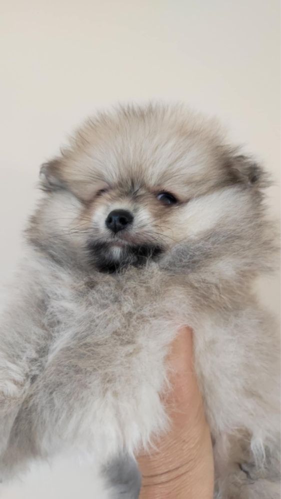 Szpic miniaturowy pomeranian
