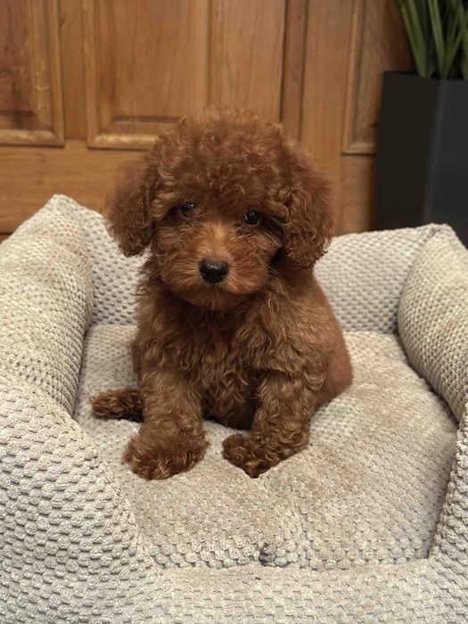 Щенки той пуделя ред браун