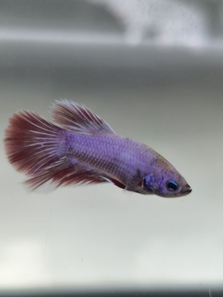 Bettas juvenis criação propria