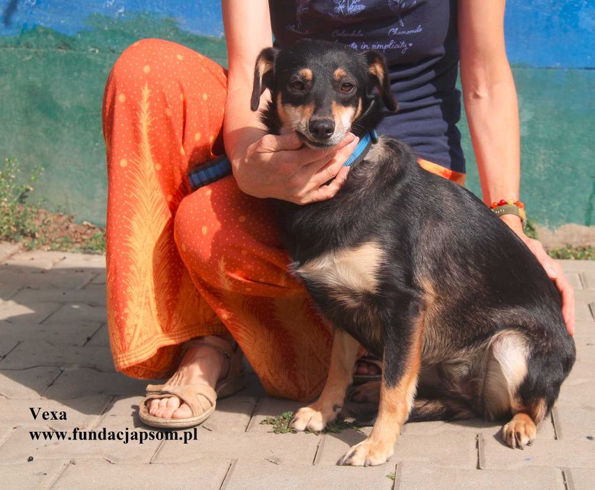 Vexa przylepka szuka domu