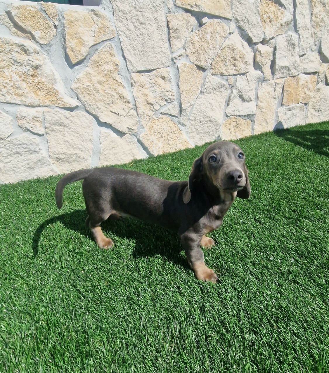 Teckel Azul Macho