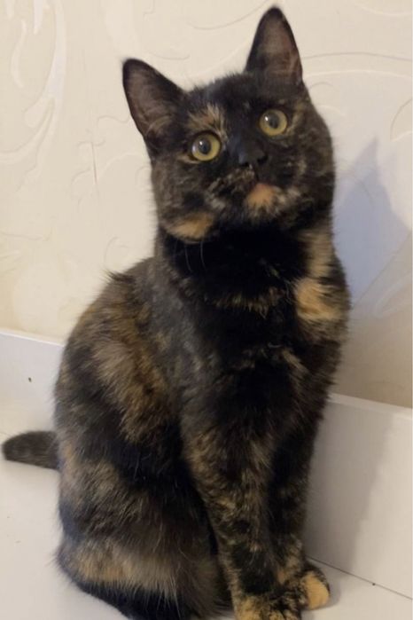 Кошка котенок котята