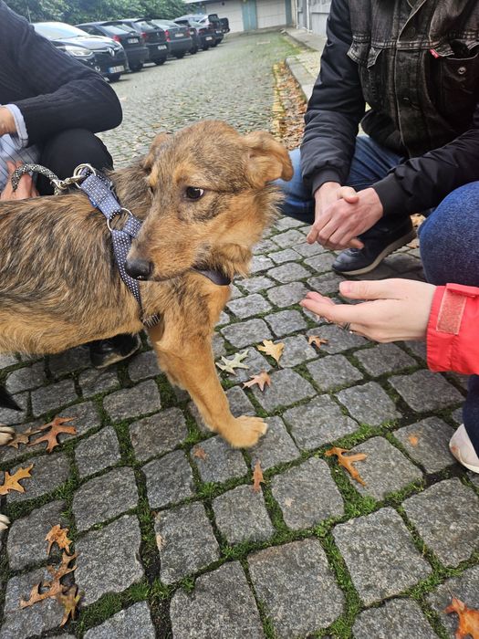 Cadela meiga para adoção