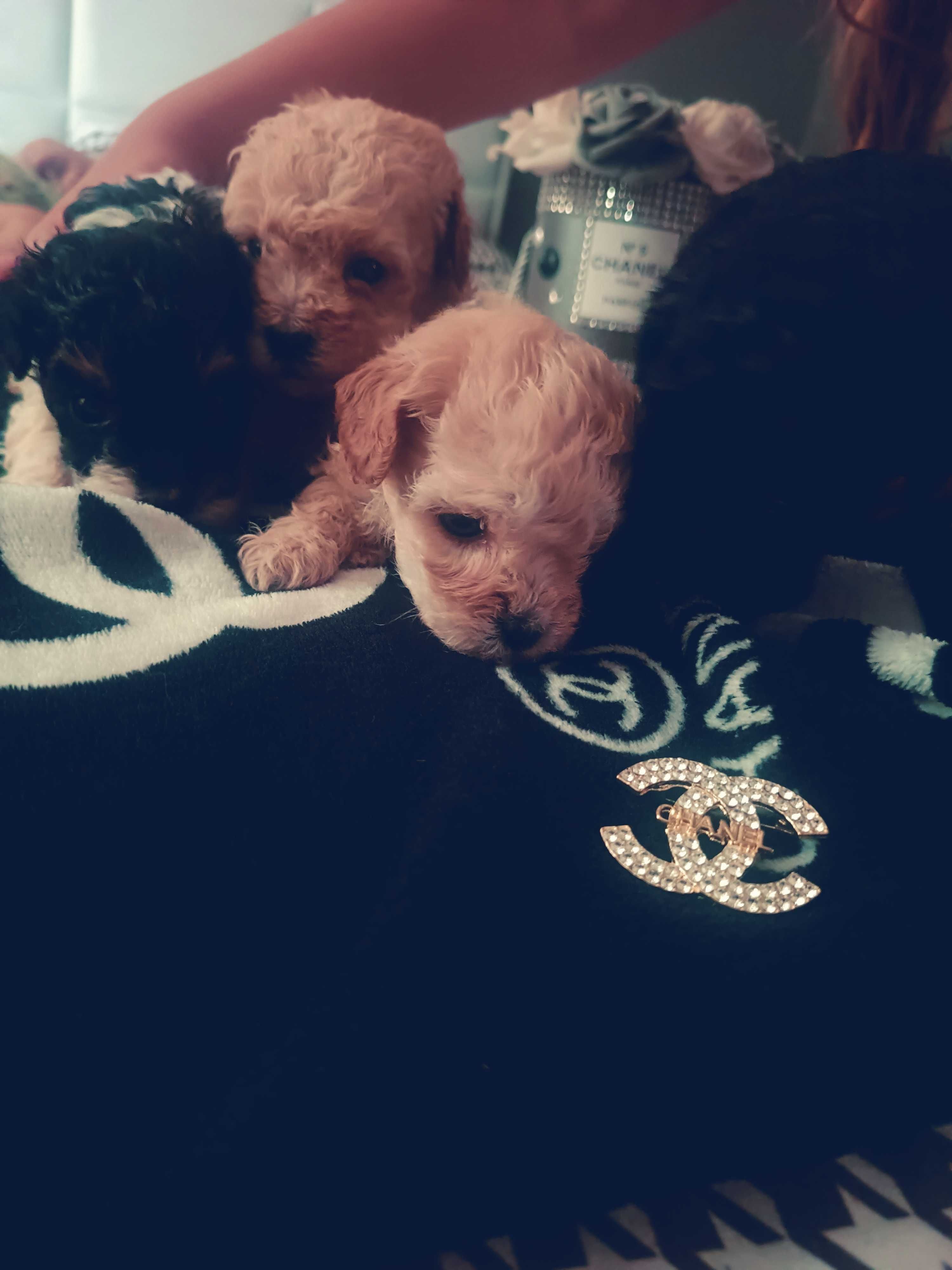 Maltipoo F1 Rezerwacja/Umowa/Rodowód