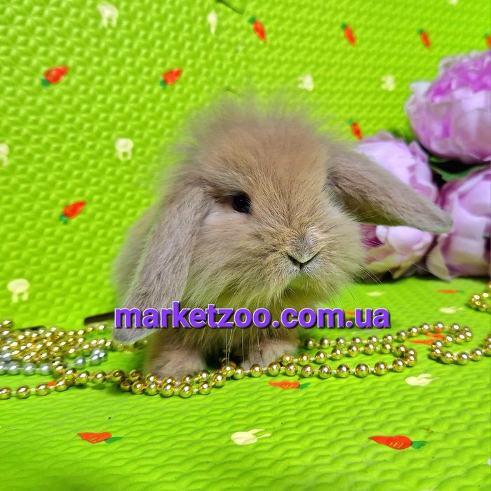 Мини mini lop мiнi карликовые декоративные крольчата кролики