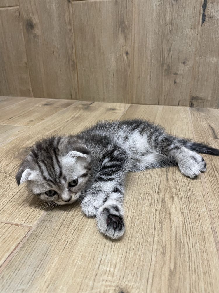 Чистокровні шотландські котята
