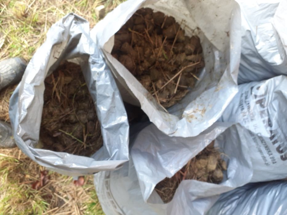 Koński ,świeży obornik