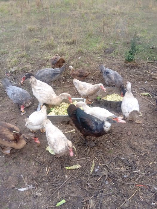 Продам уткі мускусни індоуткі