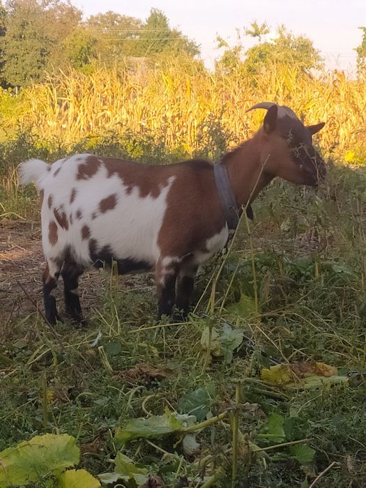 Продам! Козу породи Камерунка гном