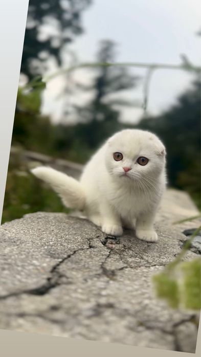 Шотландці кошенята біленькі срібні шотландські маленькі висловух