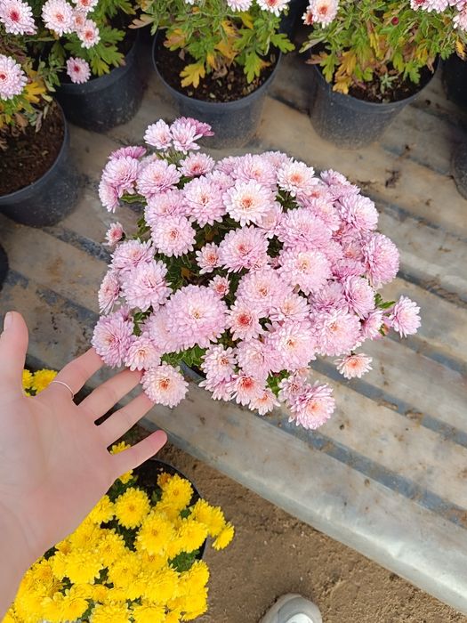 Chryzantema drobnokwiatowa