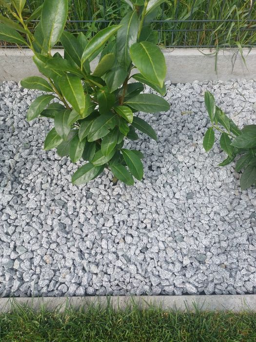 Kamień ozdobny "Dalmatyńczyk "Zielona Góra-Szprotawa I okolice