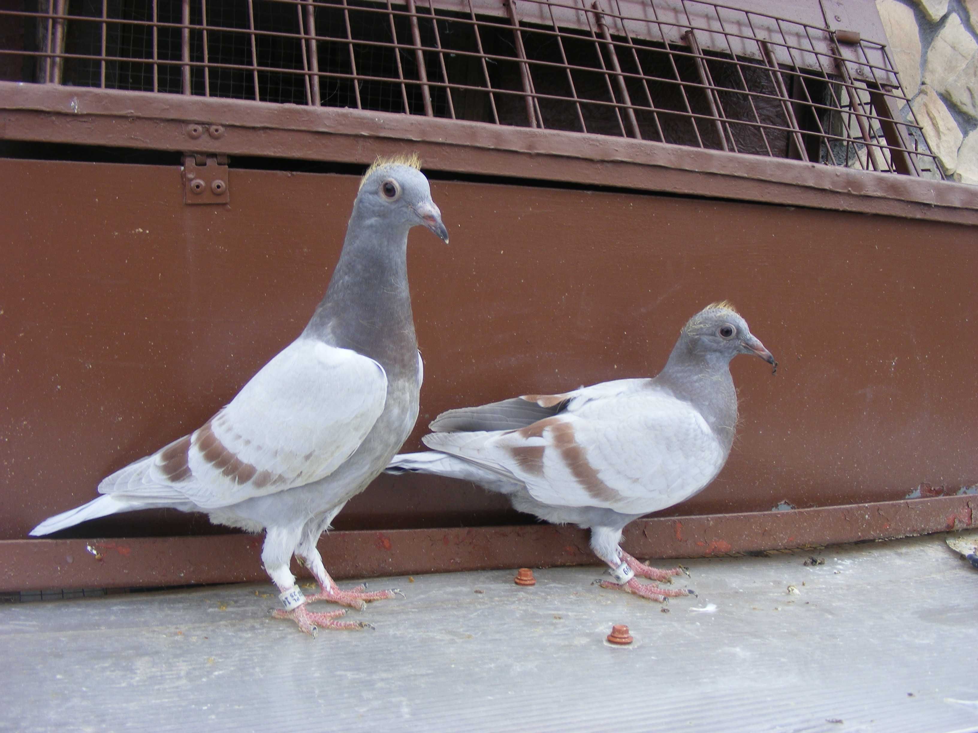 golebie pocztowe