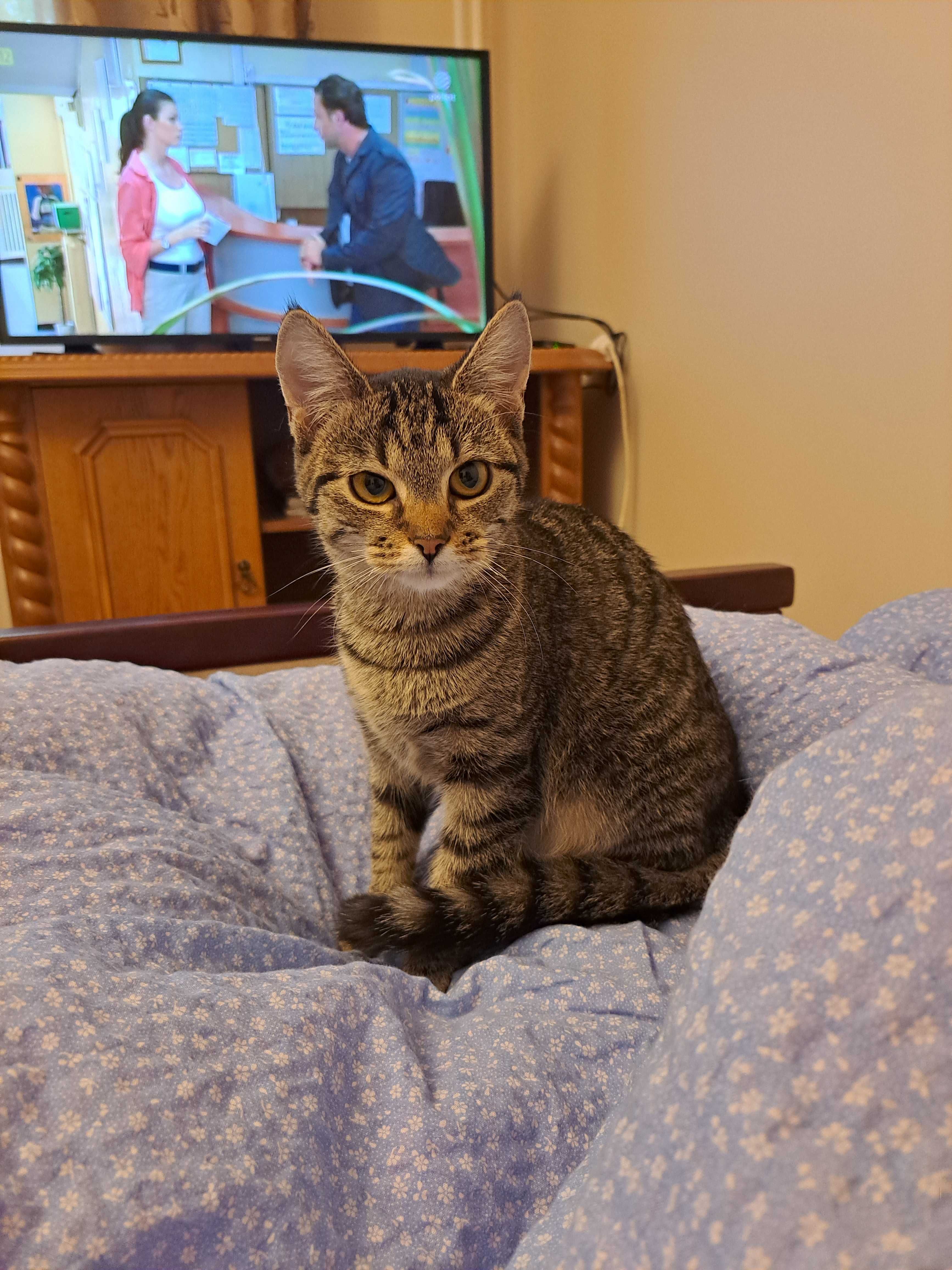 Kotka poleca sie do adopcji