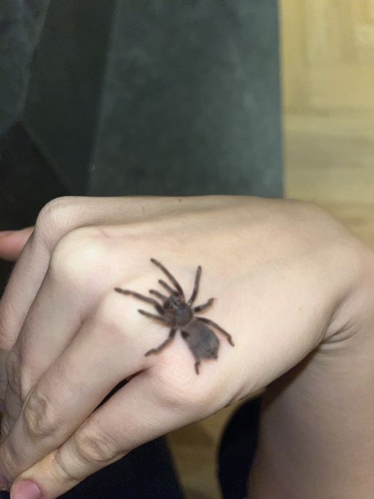 Lasiocyano (ex. Pterinopelma) sazimai