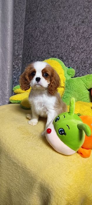 Шикарная девочка кавалер кинг чарльз спаниель