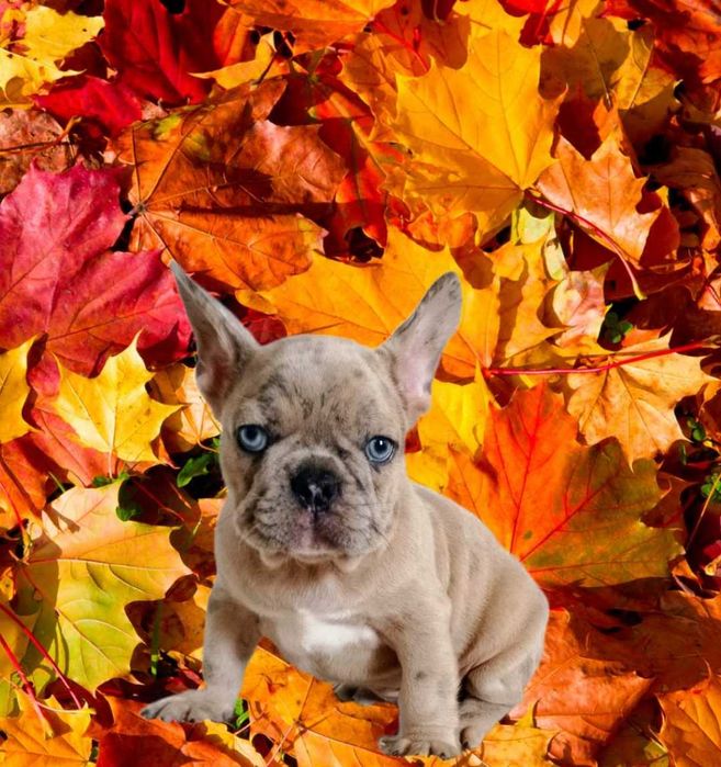 Французский бульдог. Обаятельный голубоглазка.