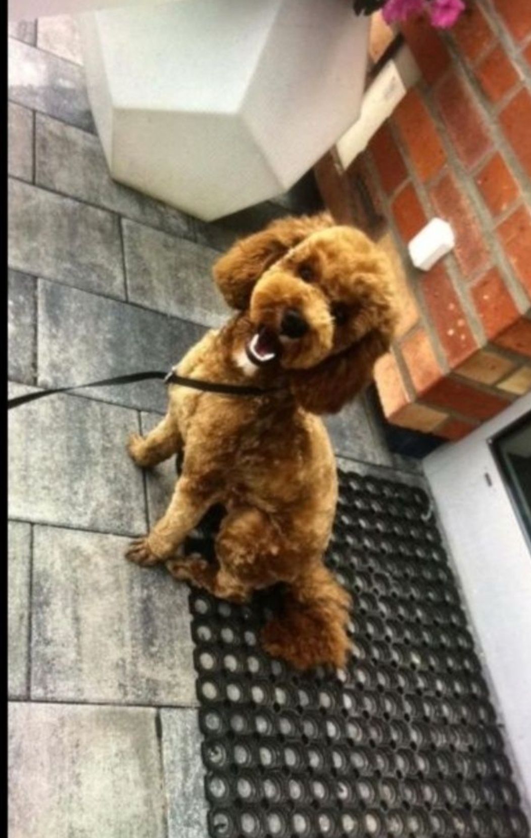 Cavapoo piesek wychowany przez behawioryste.