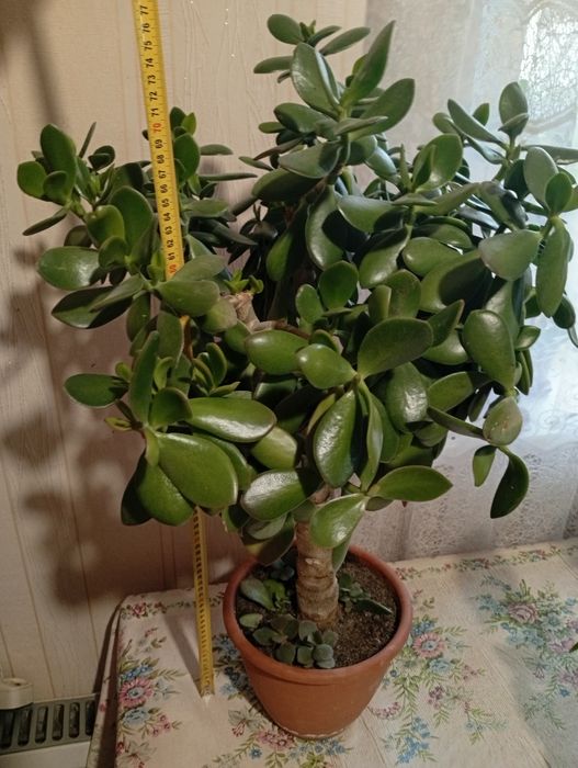 Денежное дерево.