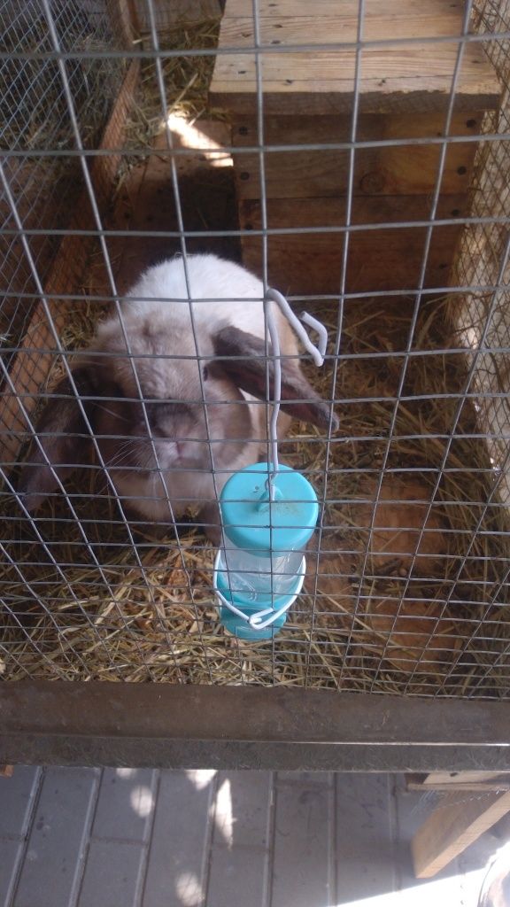 Królik  mini LOP