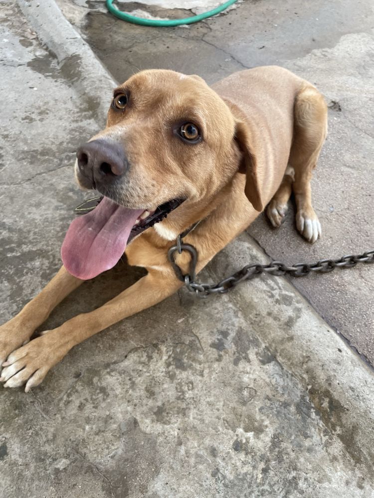 Adoçao responsavel cao cruzado labrador